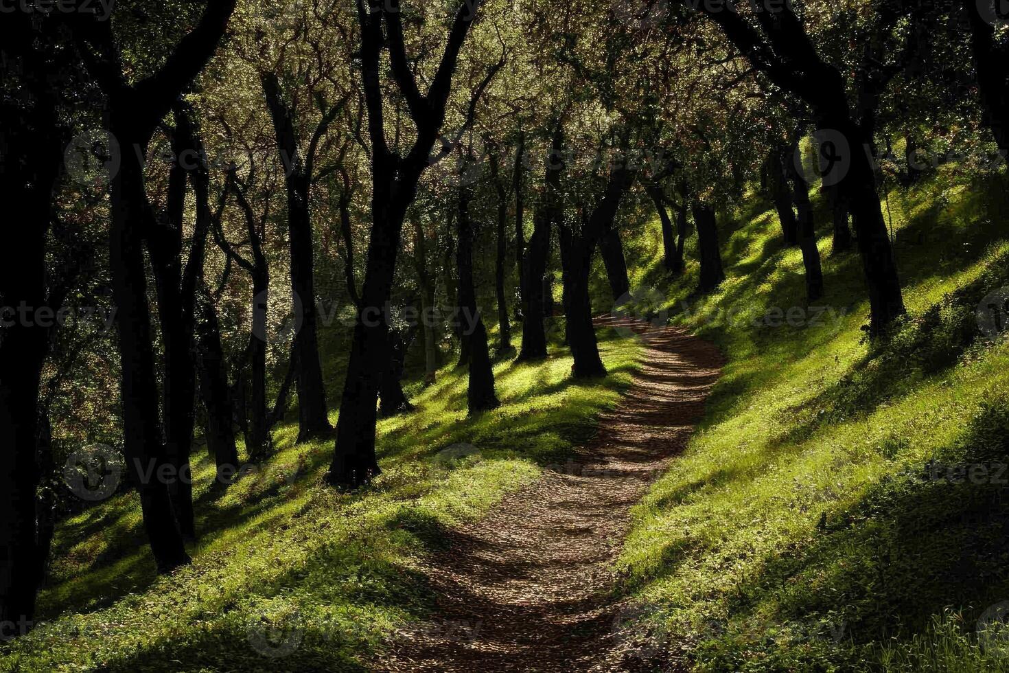 A path through a forest with trees and grass photo