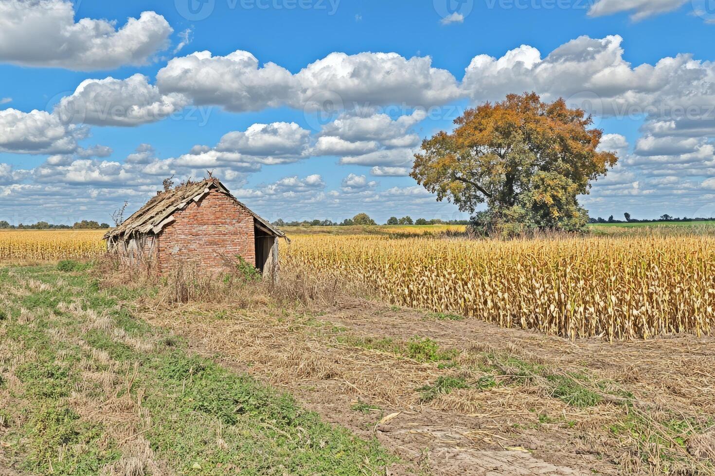 An old barn in a corn field with a tree in the background photo