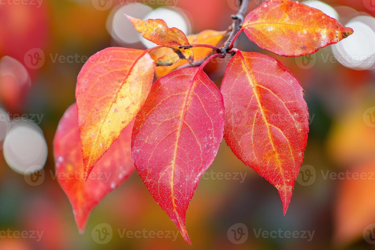 A close up of a red leaf on a tree photo