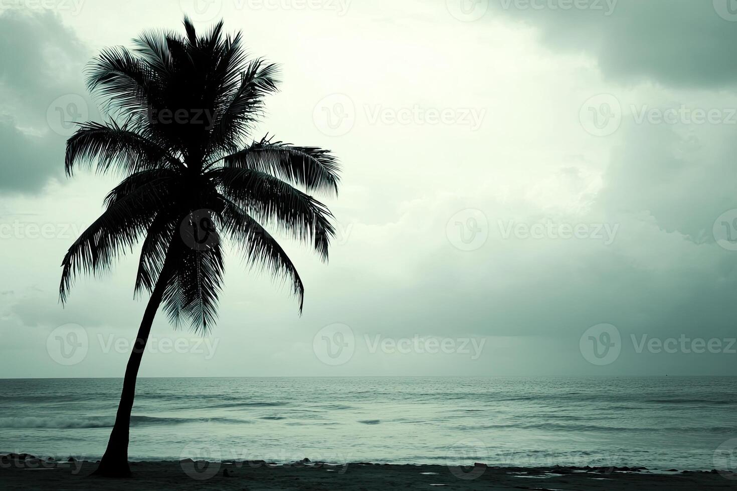 A palm tree on the beach photo