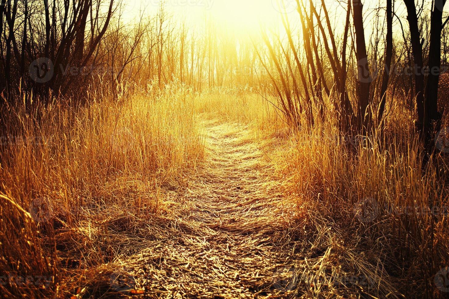 A path through a field of tall grass photo