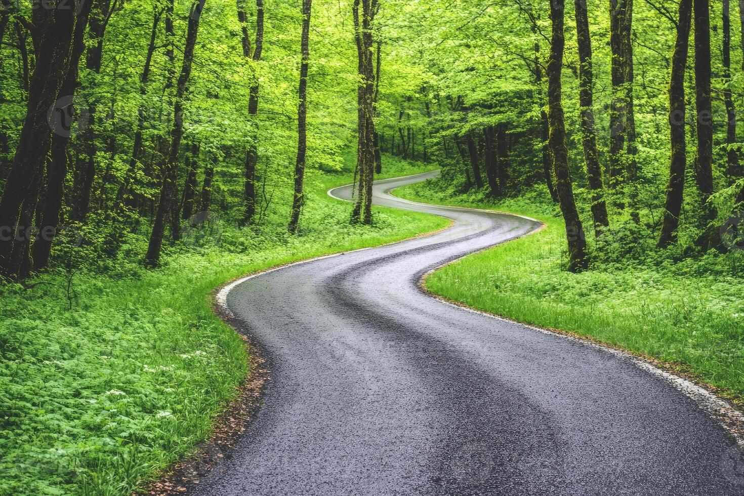 A winding road in the middle of a green forest photo