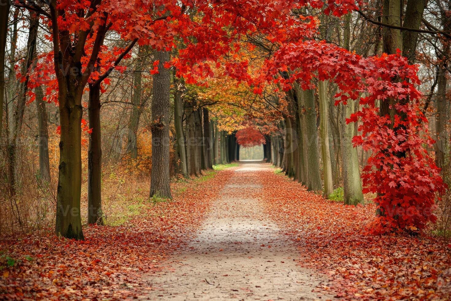 A pathway lined with red leaves and trees photo