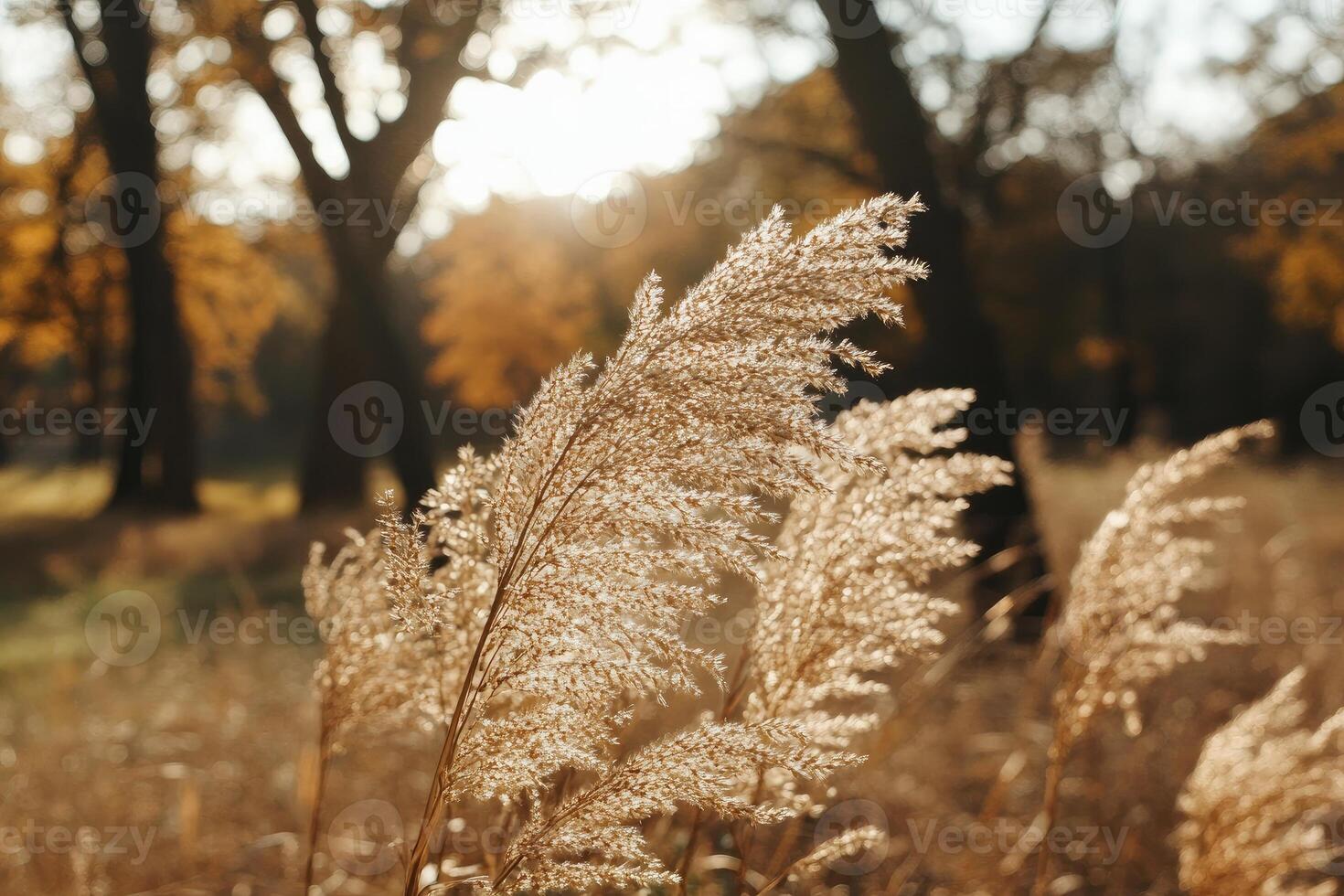 Autumnal grasses bathed in sunlight. Golden, fluffy grasses grace a park setting. Warm, golden light filters through trees, highlighting the feathery textures photo
