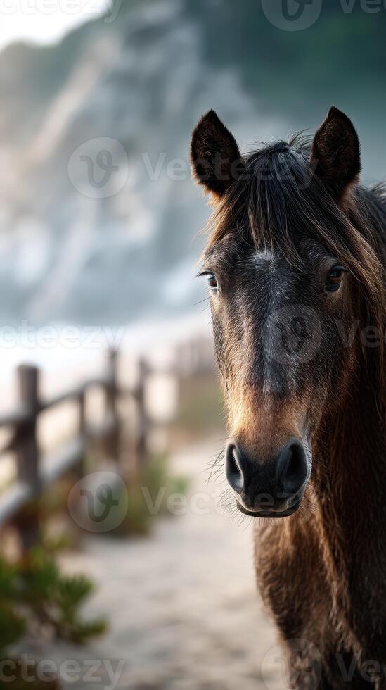 Horse standing near a sandy path surrounded by greenery and coastal cliffs during early morning hours photo