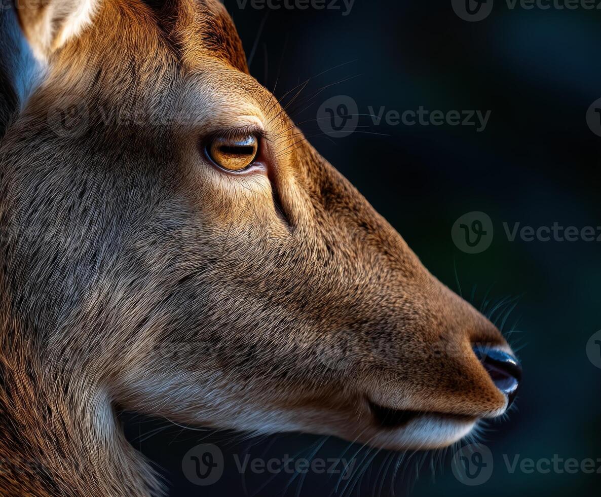 Close-up view of a deer in a forest during golden hour photo