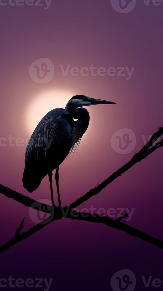 Great blue heron perched on a branch during sunset at a serene wetland photo