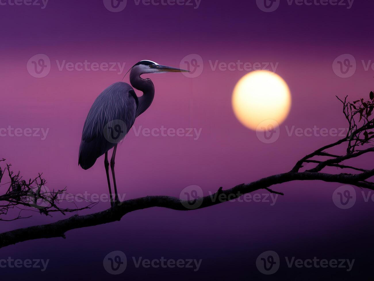 Heron perched on a branch against a vibrant sunset sky photo