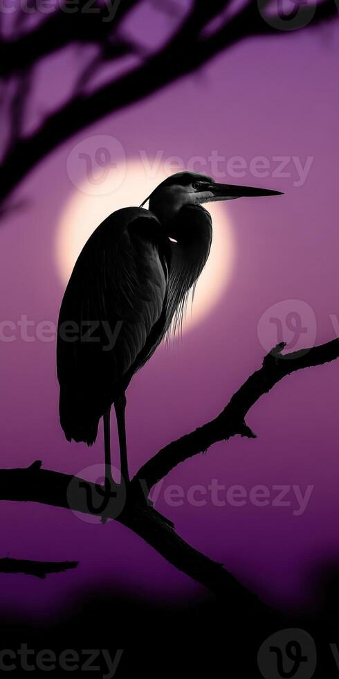 Heron perched on a tree branch against a vivid sunset photo