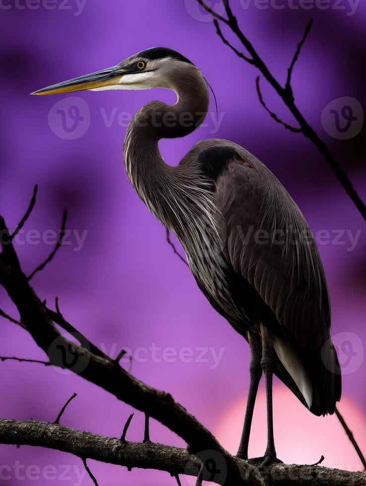 Great blue heron perched on a branch against a colorful twilight sky photo