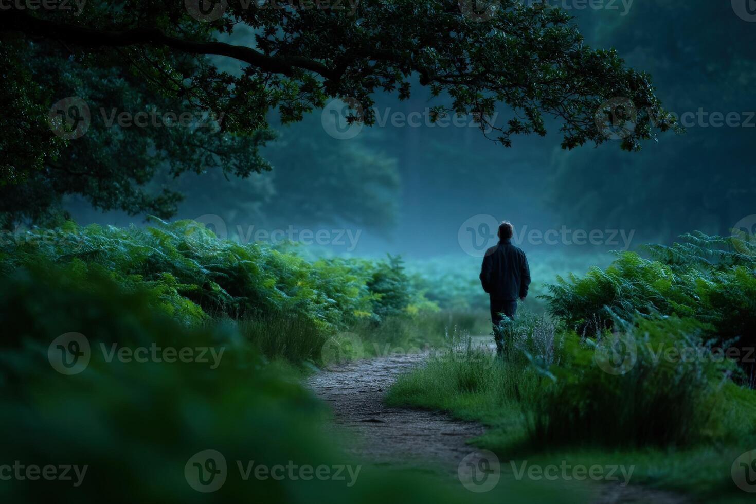 Quiet evening walk through a misty forest filled with ferns photo
