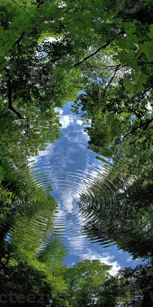 Looking up at a blue Summer Sky through leafy Trees photo