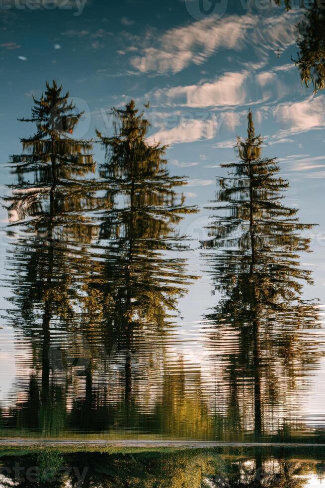 Trees reflection on calm lake water on a sunny day photo