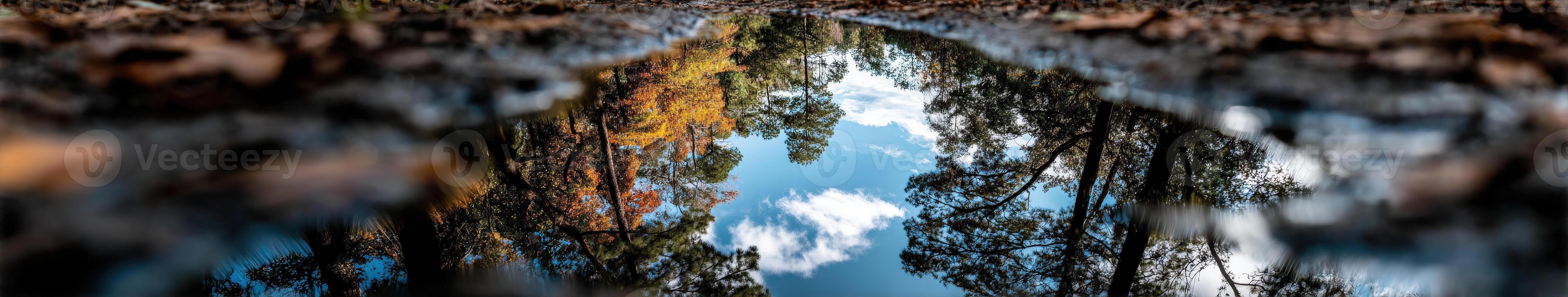 Trees and sky reflected in a puddle in the woods photo
