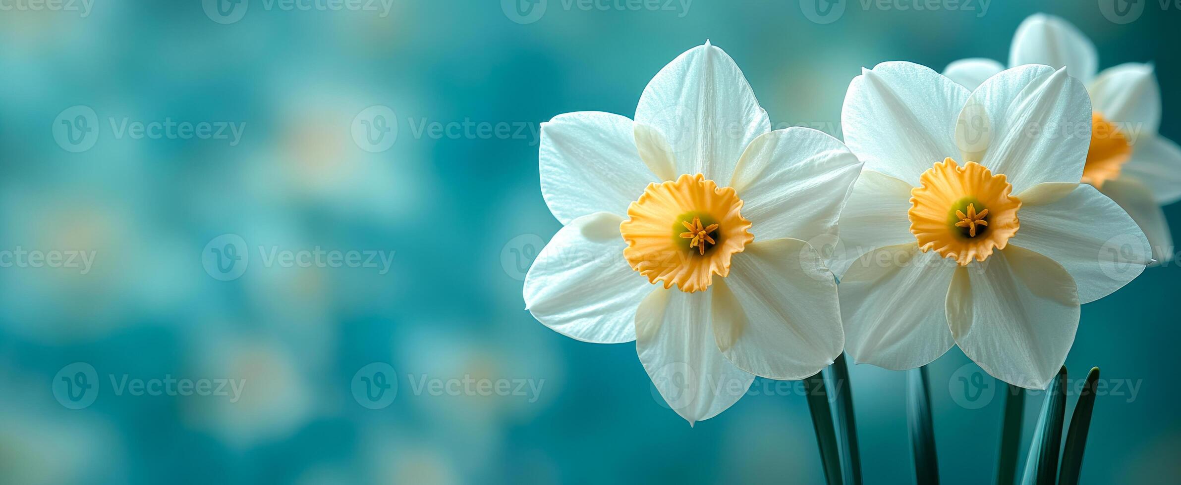 Delicate white daffodils in spring bloom. Three vibrant daffodils with white petals and yellow centers blossom against a softly blurred blue background. photo