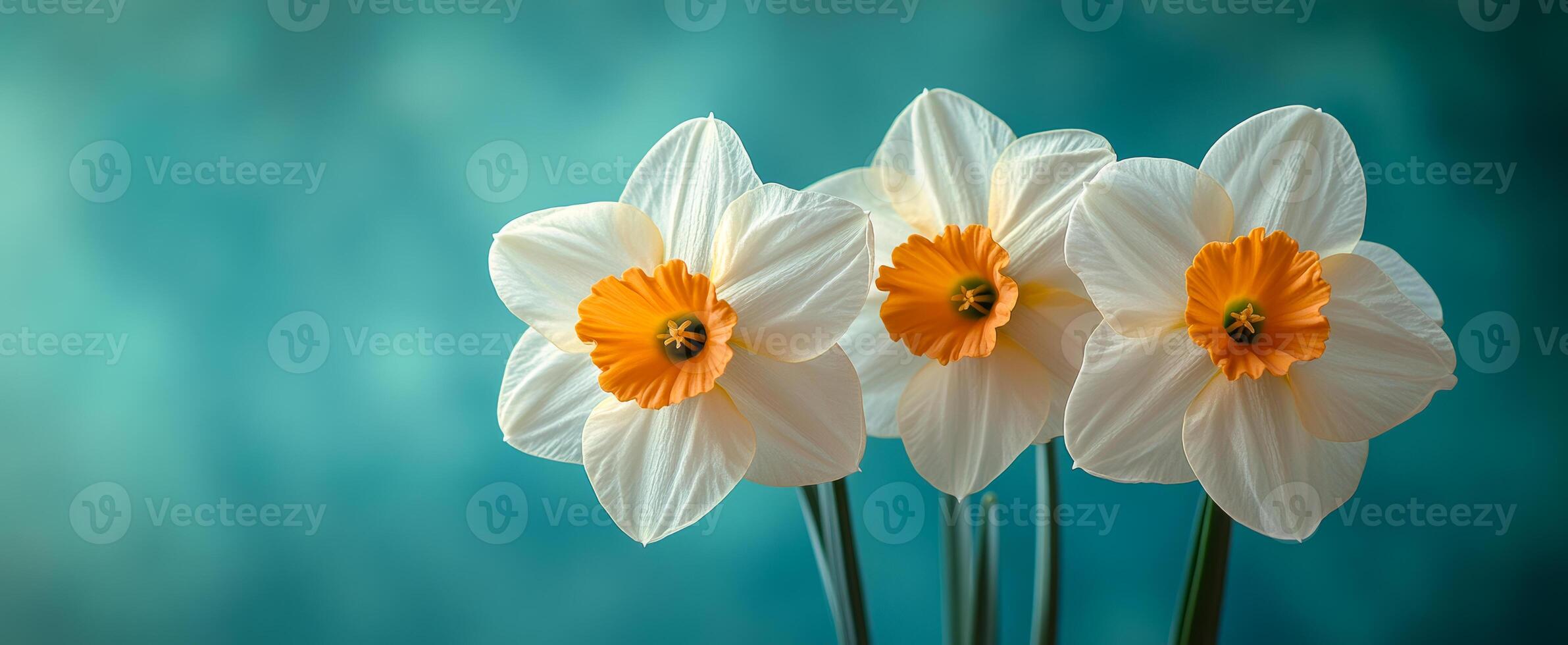 Beautiful daffodils blooming in spring. Three vibrant daffodils with orange centers bloom against a soft blue backdrop, signaling spring's arrival. photo