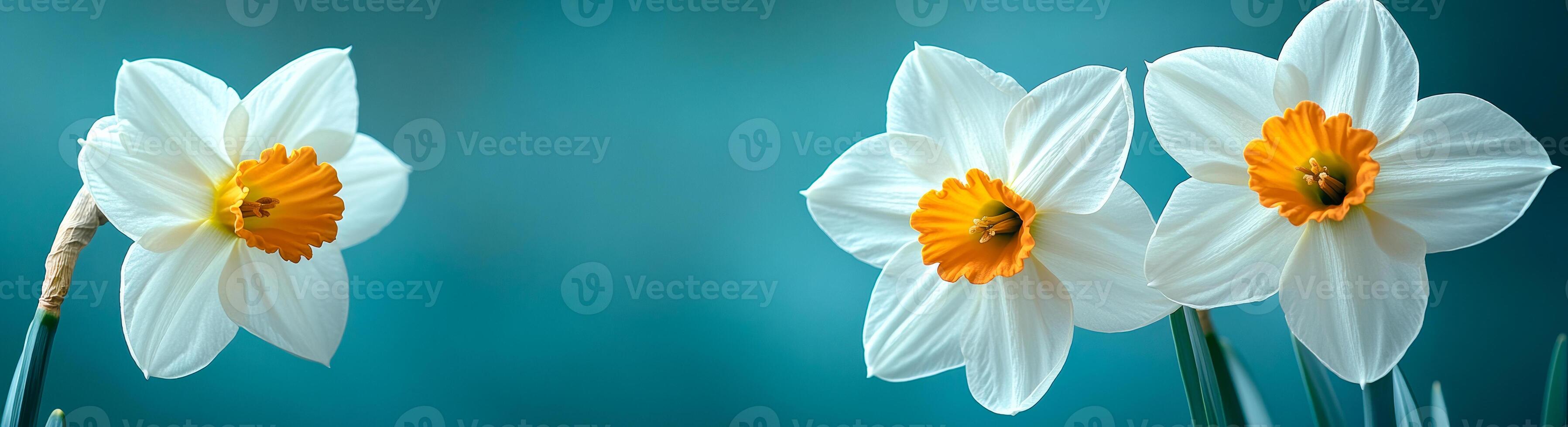 Daffodils by a calm pond. Daffodils with white petals and orange centers blossom near a calm, serene pond, showcasing spring's beauty. photo
