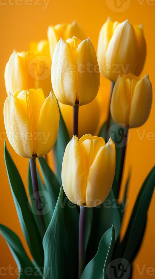 Bright yellow tulips in vibrant setting. Yellow tulips bloom beautifully against a warm, orange background, creating a cheerful and uplifting atmosphere. photo