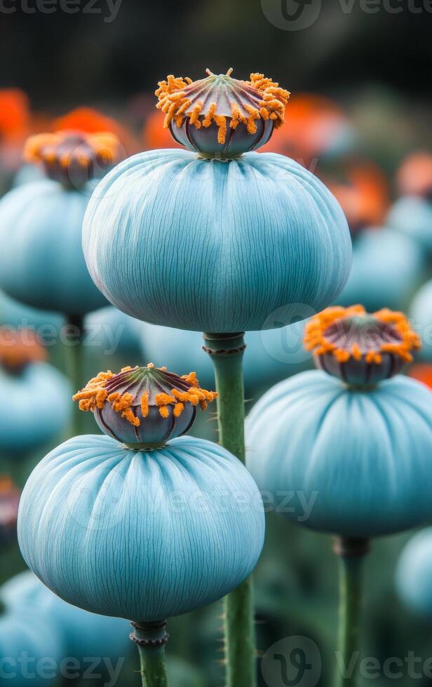 Beautiful blue poppy flowers in bloom. Vibrant blue poppy flowers showcase their unique shapes and striking colors amidst a lush garden setting. photo