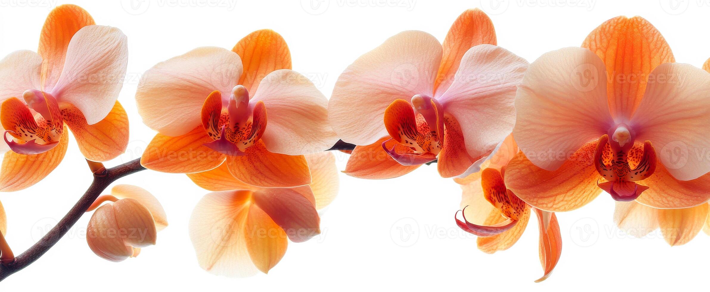 Beautiful orange orchids in full bloom. Bright orange orchids with elegant petals bloom on a delicate branch against a white background. photo