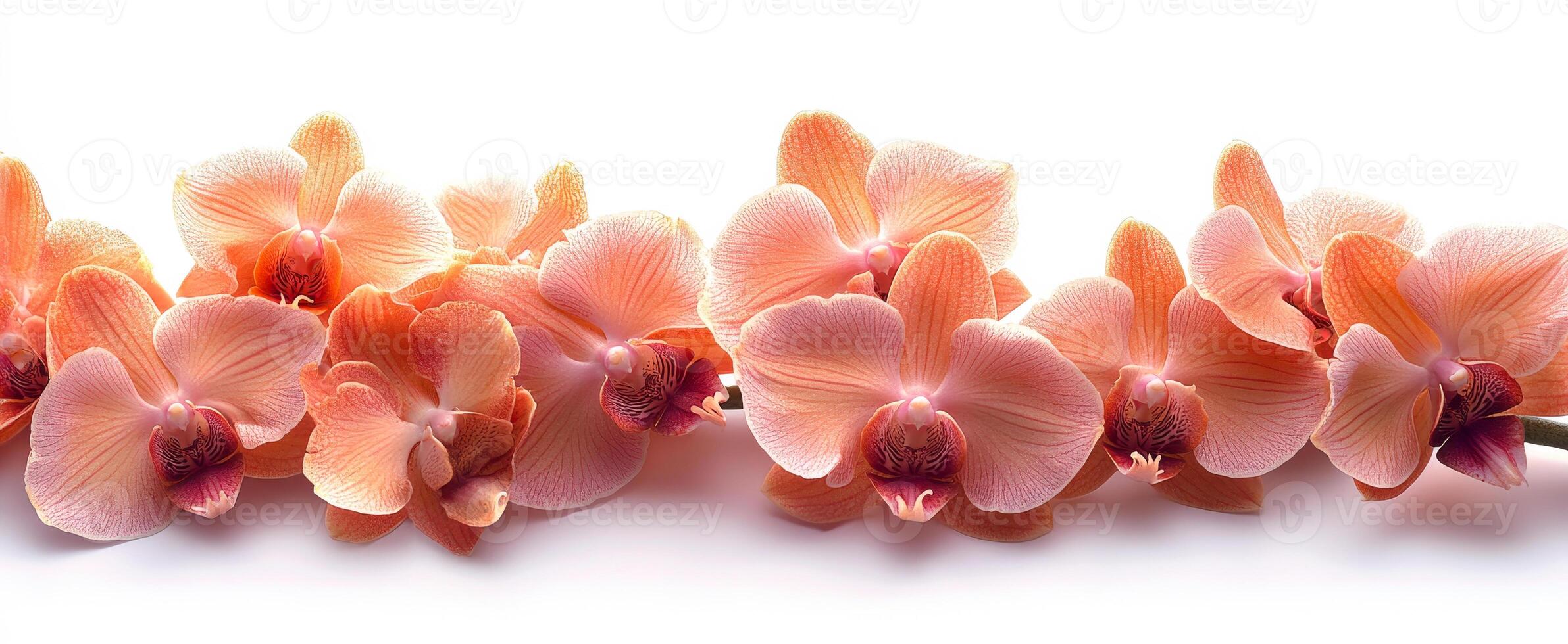 Peach orchids in full bloom. Peach orchids display their delicate petals in a vibrant arrangement against a light background. photo