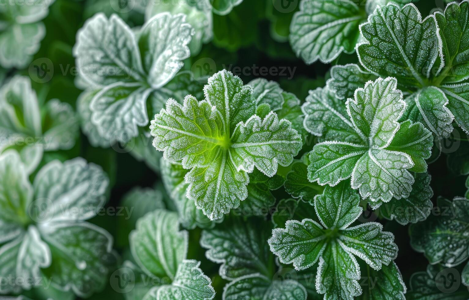 Frosted green leaves in a garden. Frost-covered green leaves create a stunning texture in a vibrant garden during early morning light. photo