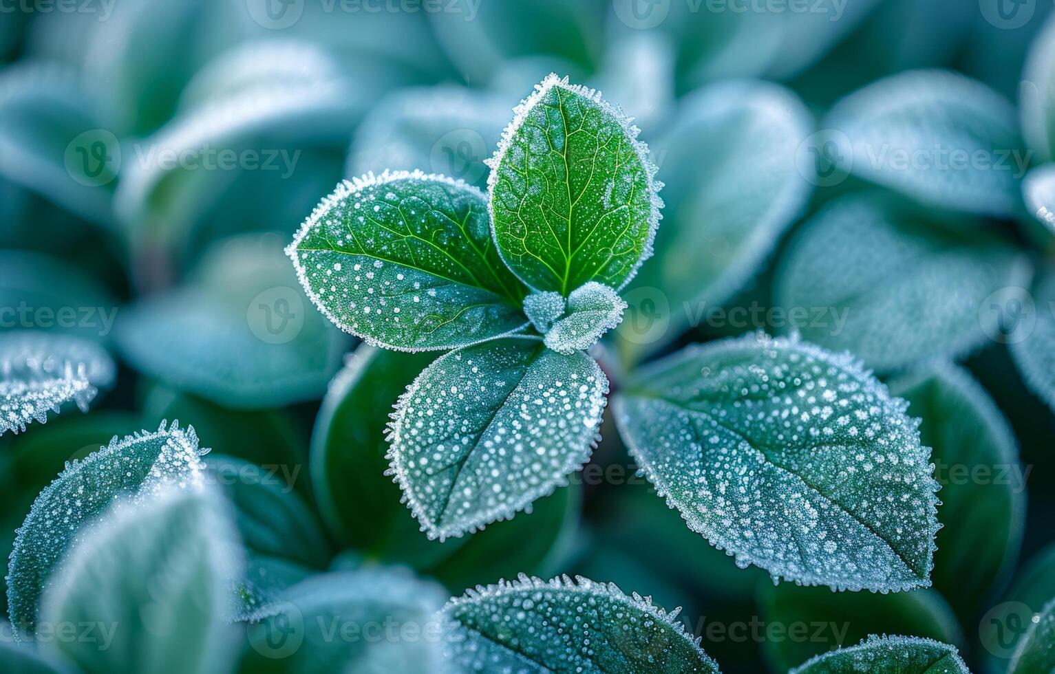 Frosty leaves glisten in morning light. Dew-covered leaves sparkle in the early morning sunlight, showcasing intricate droplets and vibrant greenery. photo