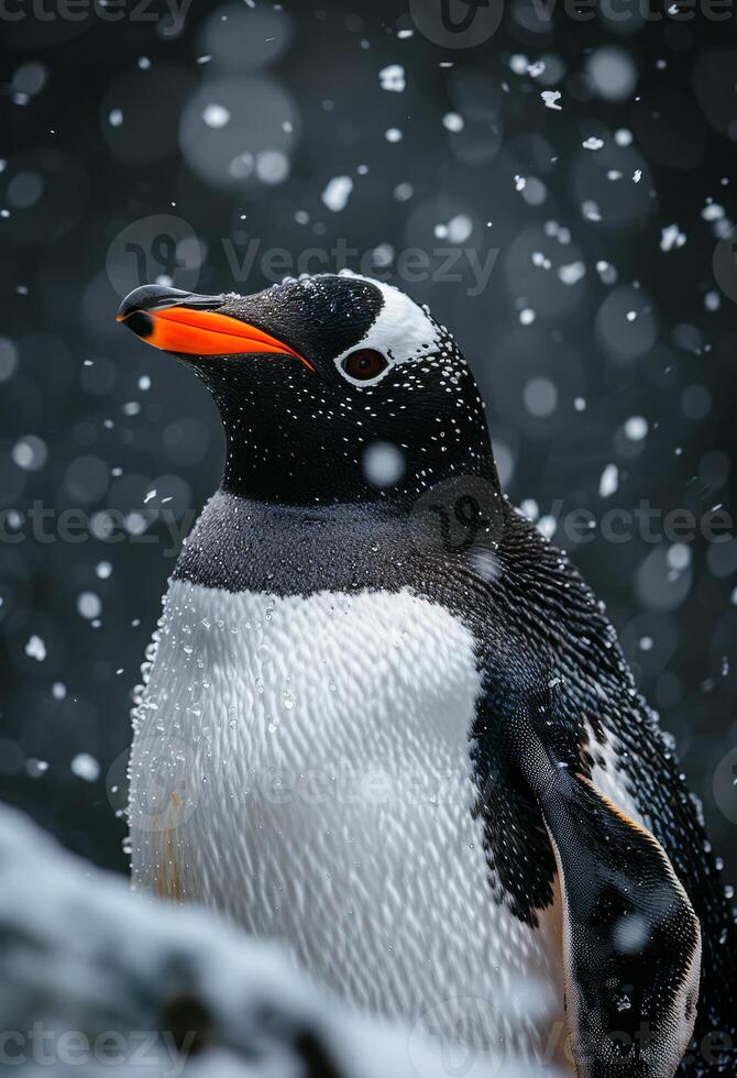 Gentoo penguin in snowy landscape. A gentoo penguin stands still amidst falling snowflakes in a cold environment, showcasing its vibrant orange beak. photo