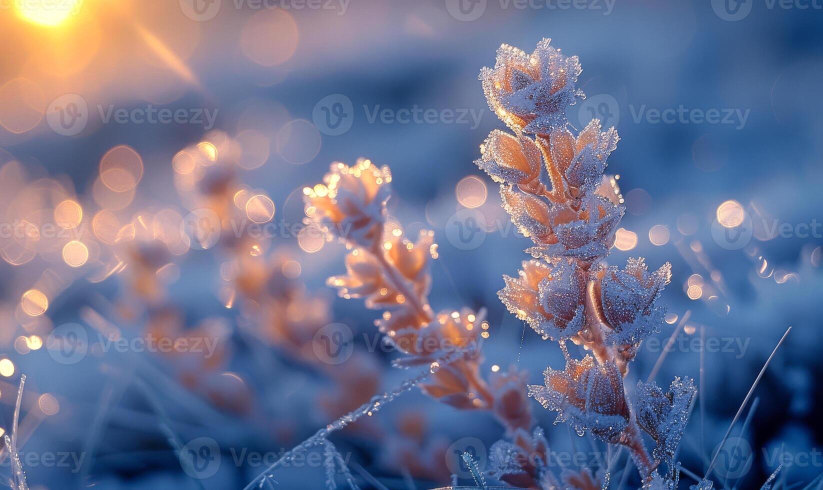 Frost-covered plants shimmering at dawn. Frosty morning light illuminates delicate plants, creating a sparkling display in a cold outdoor environment. photo