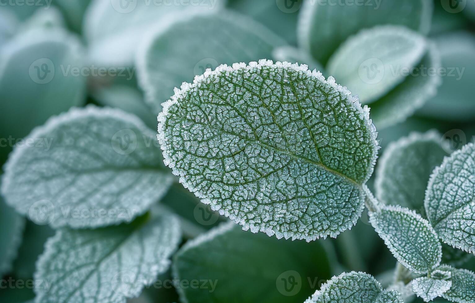 Frosty leaves in morning garden. Frost clings to vibrant green leaves in a garden as morning light breaks, showcasing intricate details of nature. photo