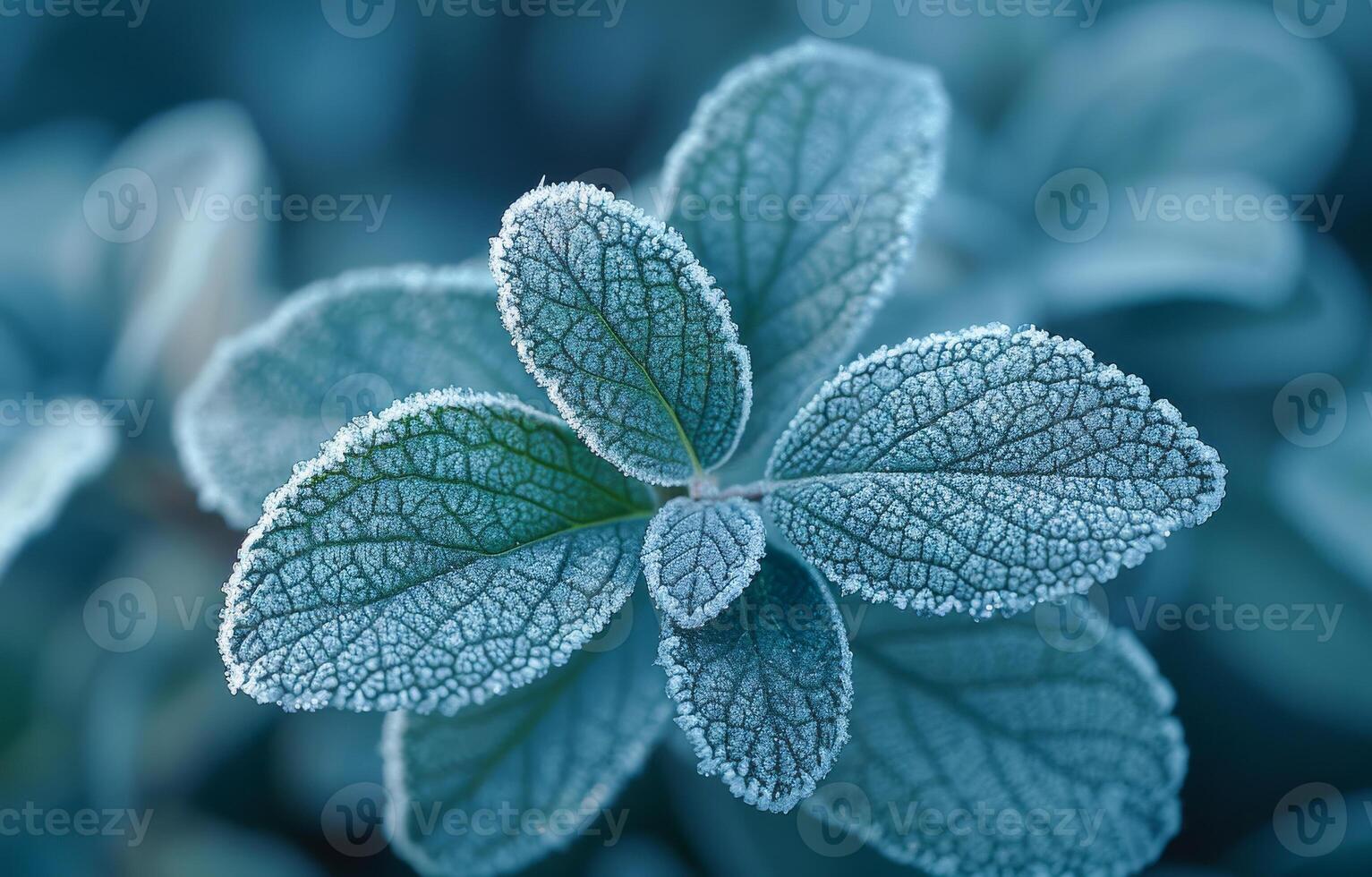 Morning light on frosty leaves. Close-up view of frosty leaves covered in sparkling ice crystals, captured in the early morning sunlight. photo