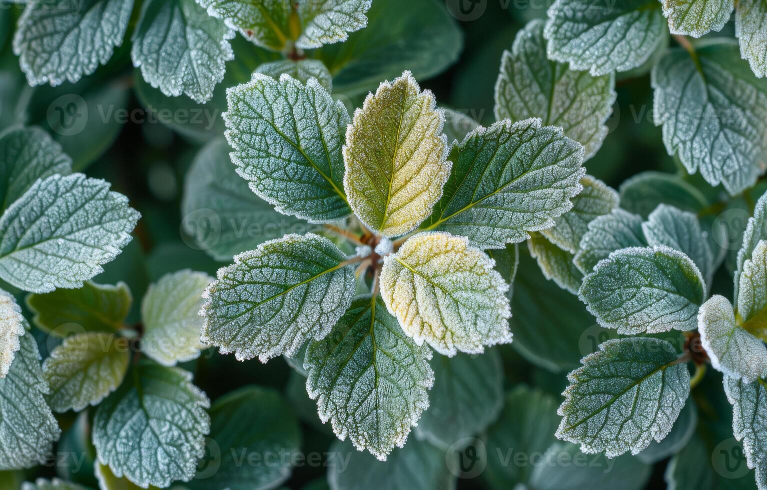 Frost-covered green leaves in nature. Frost delicately coats vibrant green leaves, showcasing nature's beauty during early morning light. photo