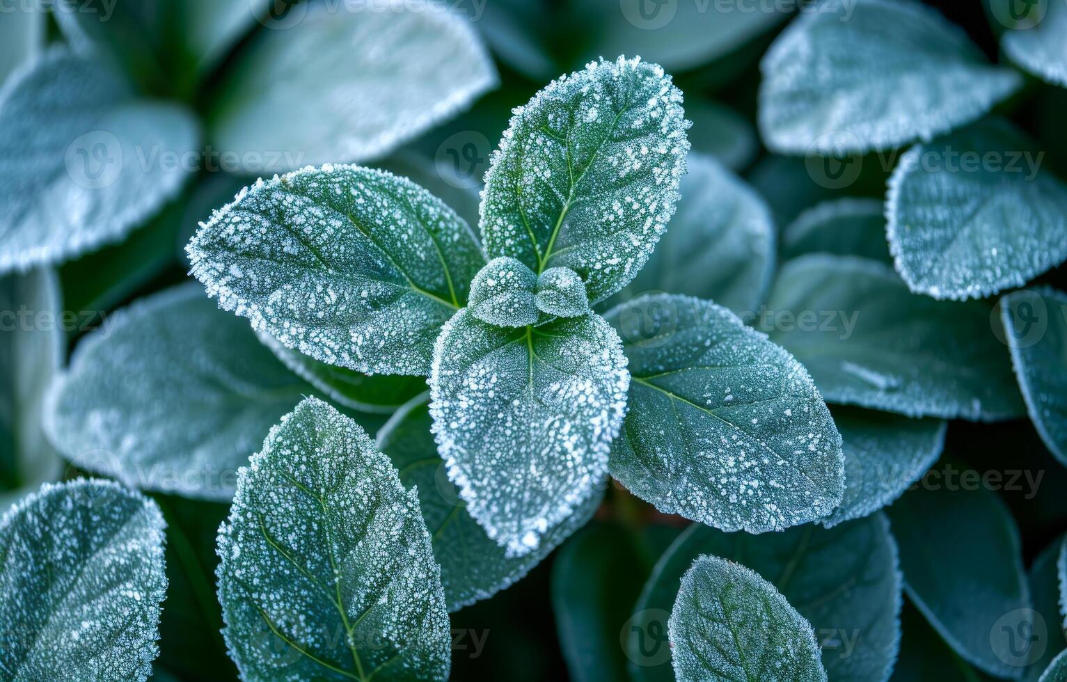 Frosty leaves at dawn. Frost glistens on green leaves during the early morning, capturing a serene winter atmosphere in nature. photo