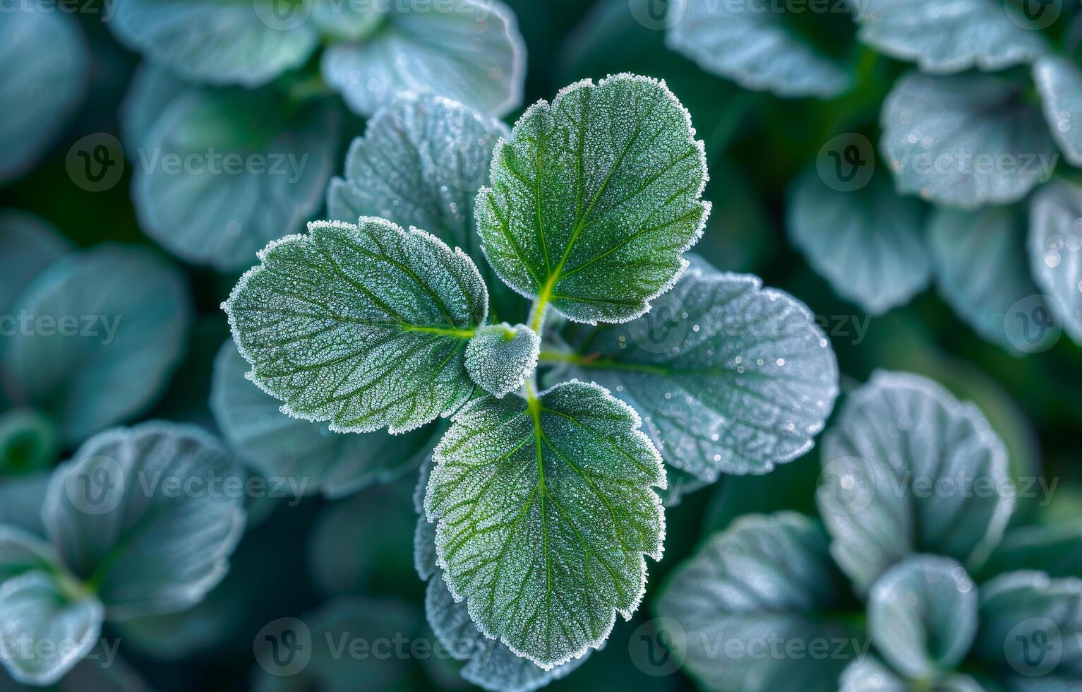 Close-up view of fresh mint leaves. Dewdrops glisten on vibrant green mint leaves, showcasing their texture and freshness in a garden setting. photo