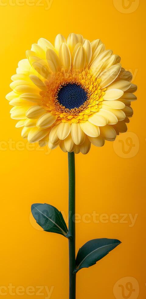 Yellow sunflower on a bright bg. A lone sunflower with yellow petals and a blue center stands out against a vibrant yellow background. photo