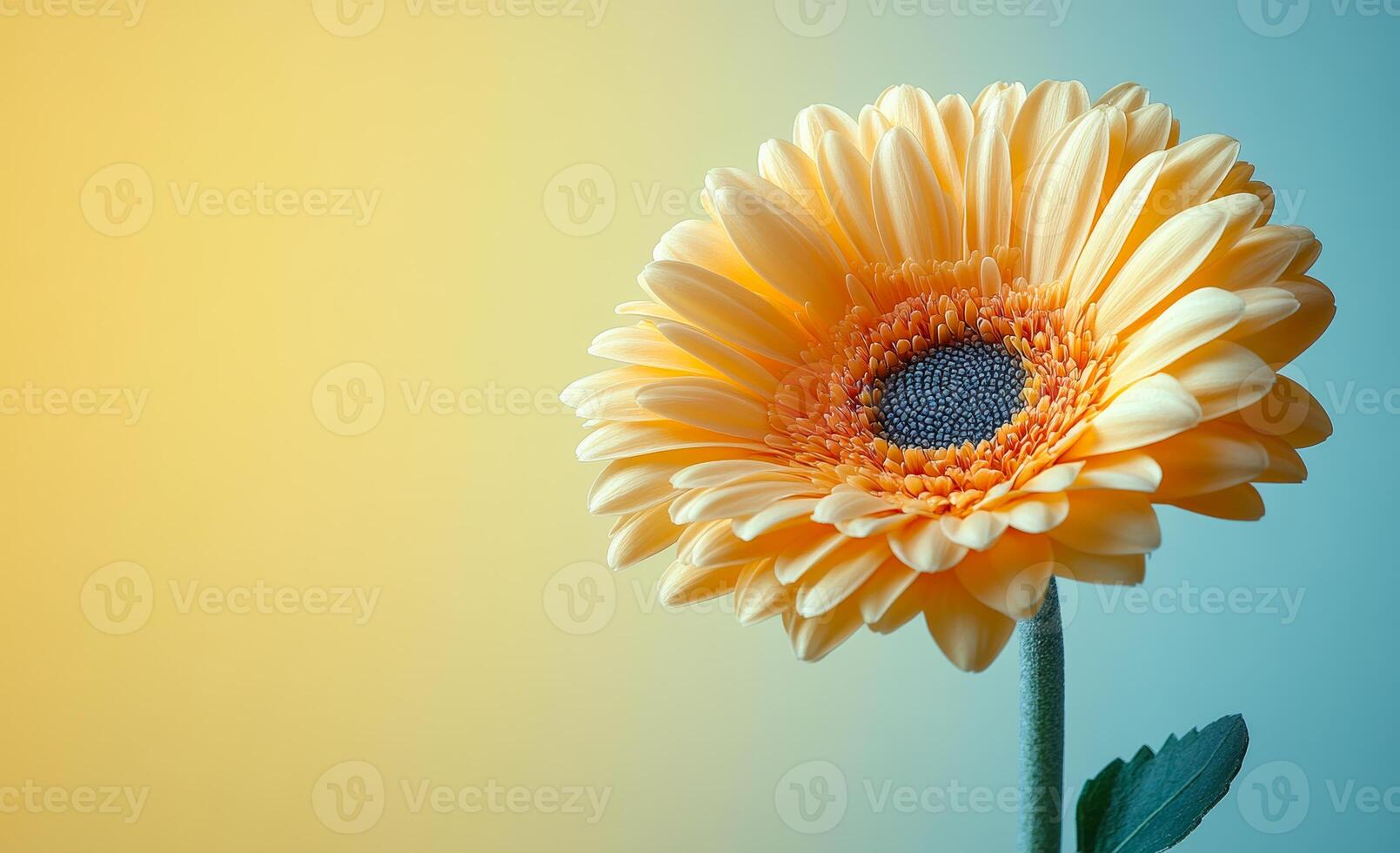 Yellow flower in soft light. A vibrant yellow flower with layers of petals stands tall against a gradient background, showcasing its natural beauty. photo