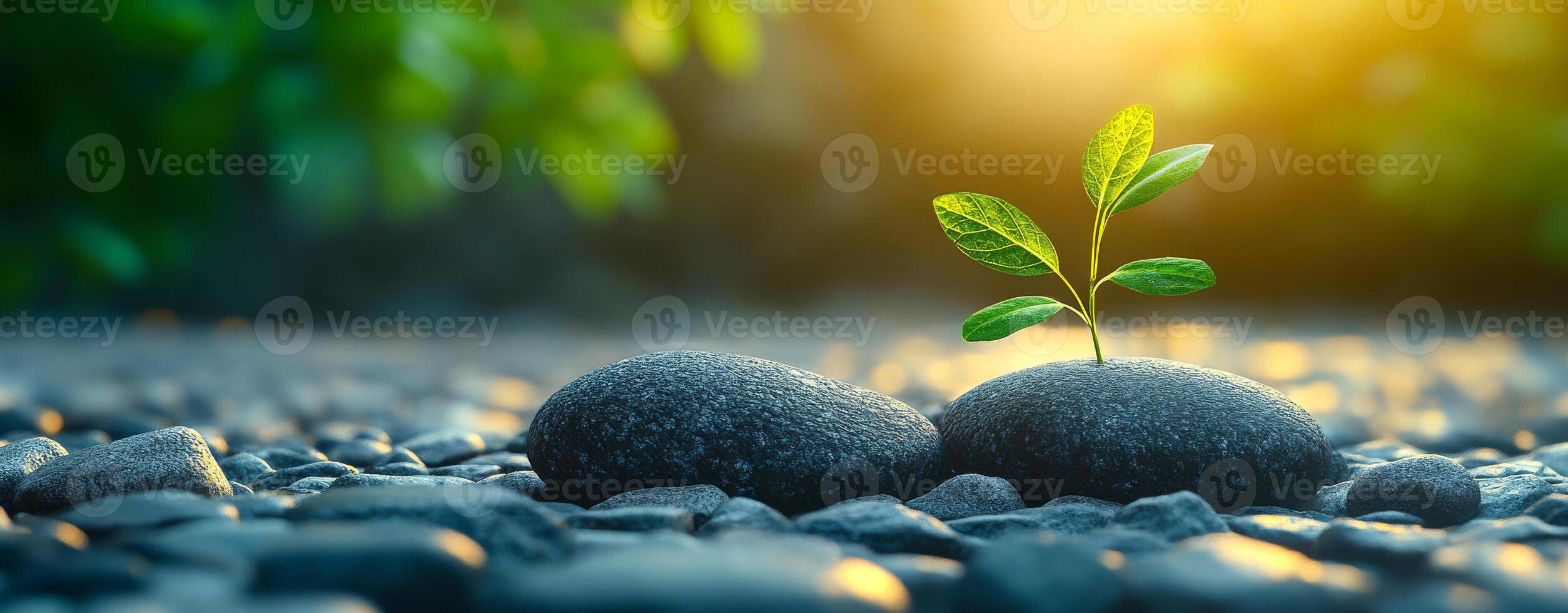Plant sprouting from stones. A small green plant breaks through stones, symbolizing resilience and growth in a tranquil environment at sunset. photo
