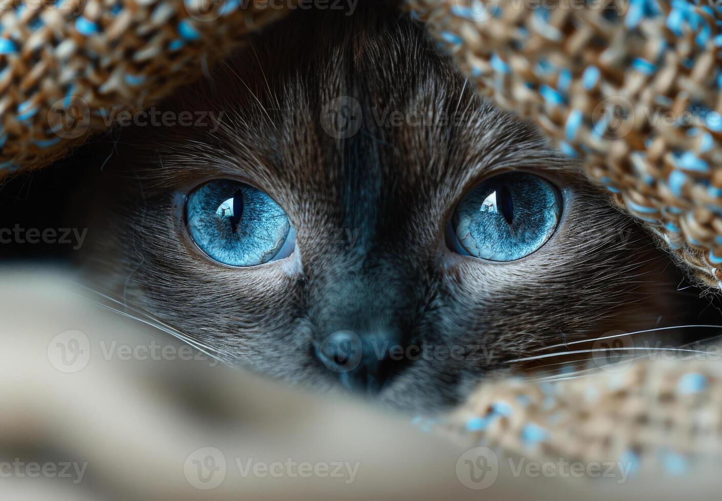 Curious cat peeking from a cozy blanket. A curious cat with striking blue eyes peeks out from under a textured blanket, showing its playful nature. photo