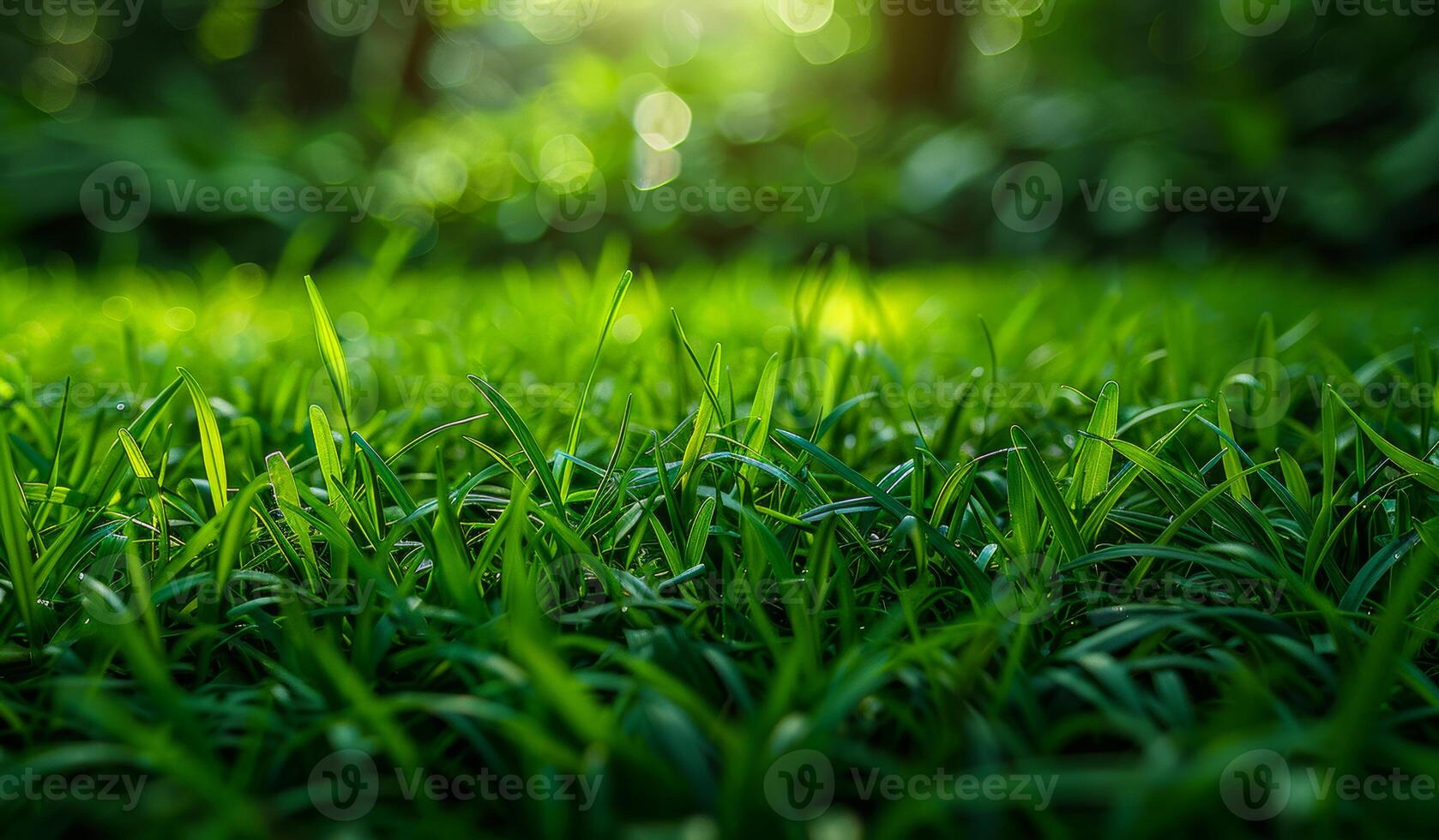 Lush green grass in tranquil setting. Vibrant green grass stretches across the ground, glimmering in the sunlight, surrounded by blurred trees and foliage. photo