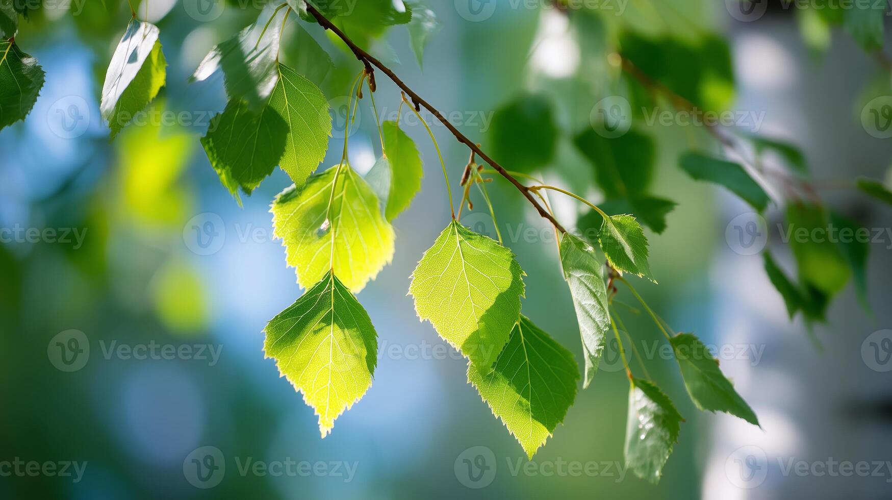 Sunlit green leaves create a vibrant canopy in a serene garden during a warm afternoon photo