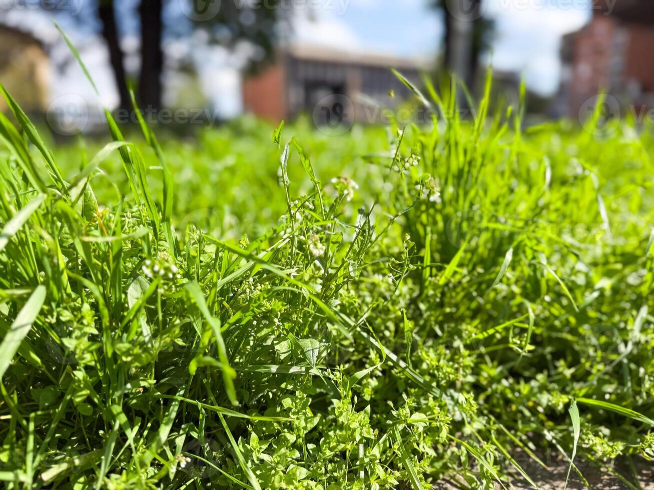 Sunny spring grassland captured from the ground level. Growth, vitality and peace in nature. Background with copy space photo