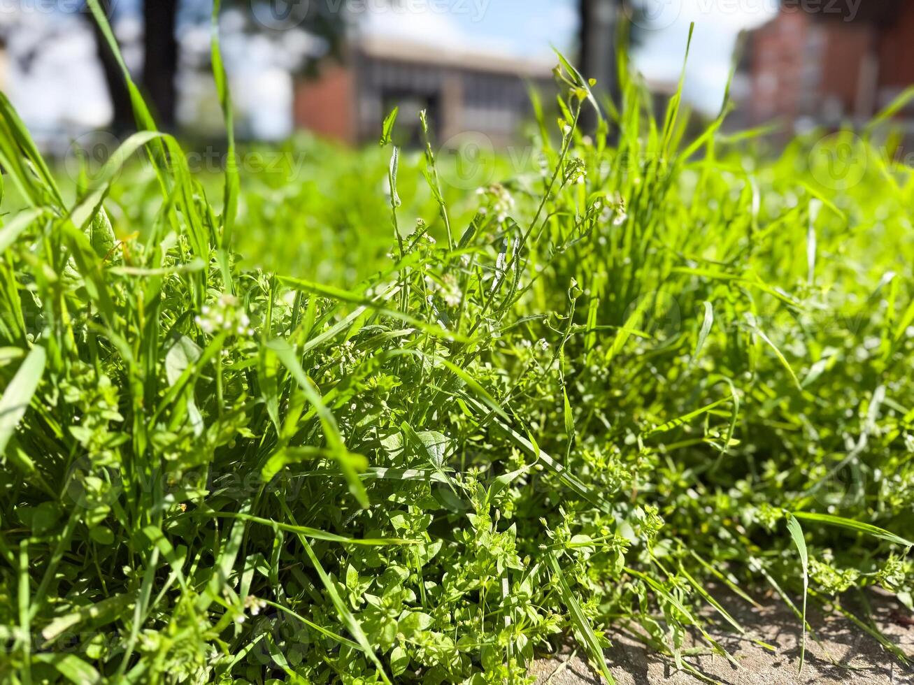 Vibrant patch of grass glows under direct spring sunlight. Contrast of light, shadow and seasonal awakening. Background with copy space photo