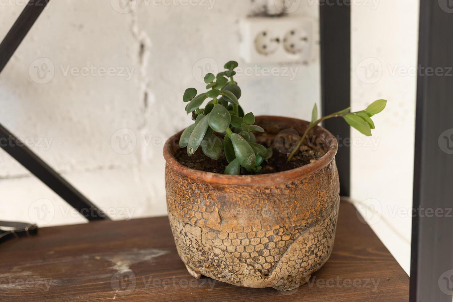Crassula ovata or jade plant in flower pot close-up. photo