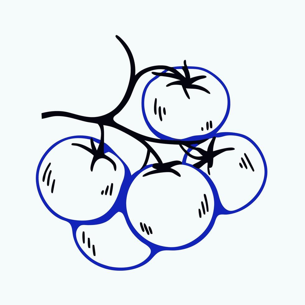 Hand drawn illustration of vine ripe tomatoes vector