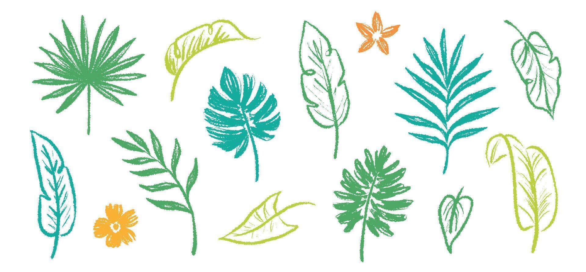 Palm leaf hand drawn crayon brush illustration. Foliage green tropical jungle leaves monstera, banana tree leaf texture silhouette elements. Hand drawn grunge black tex vector