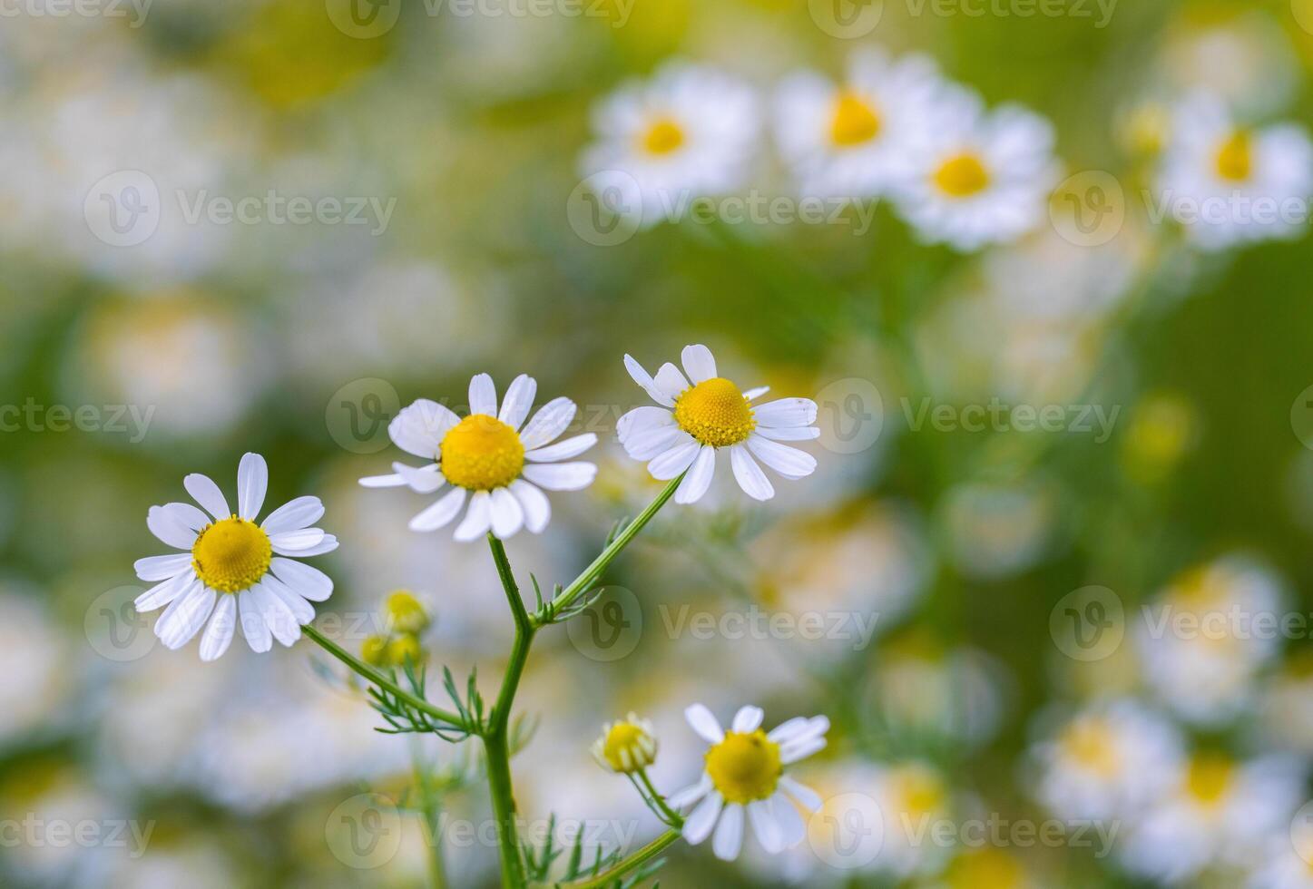 chamomile flowers on a green meadow in summer. macro photo