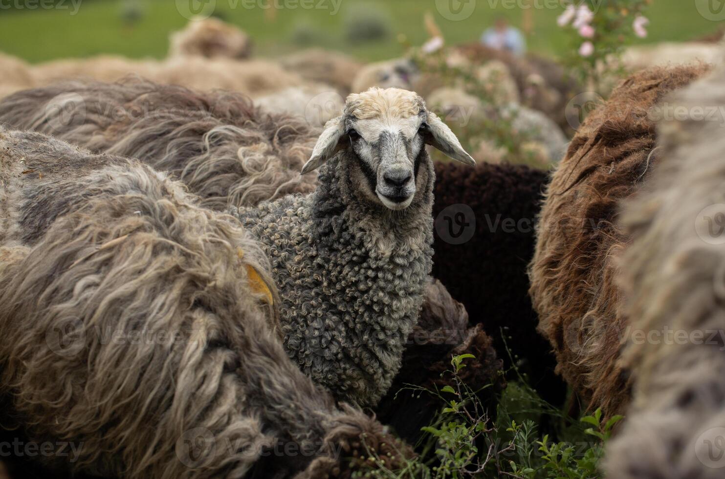 Flock of sheep on the farm, selective focus on sheep. photo