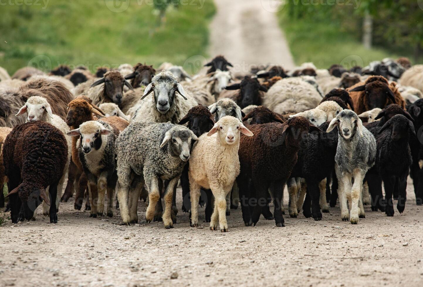 A flock of sheep grazing in a green pasture. photo