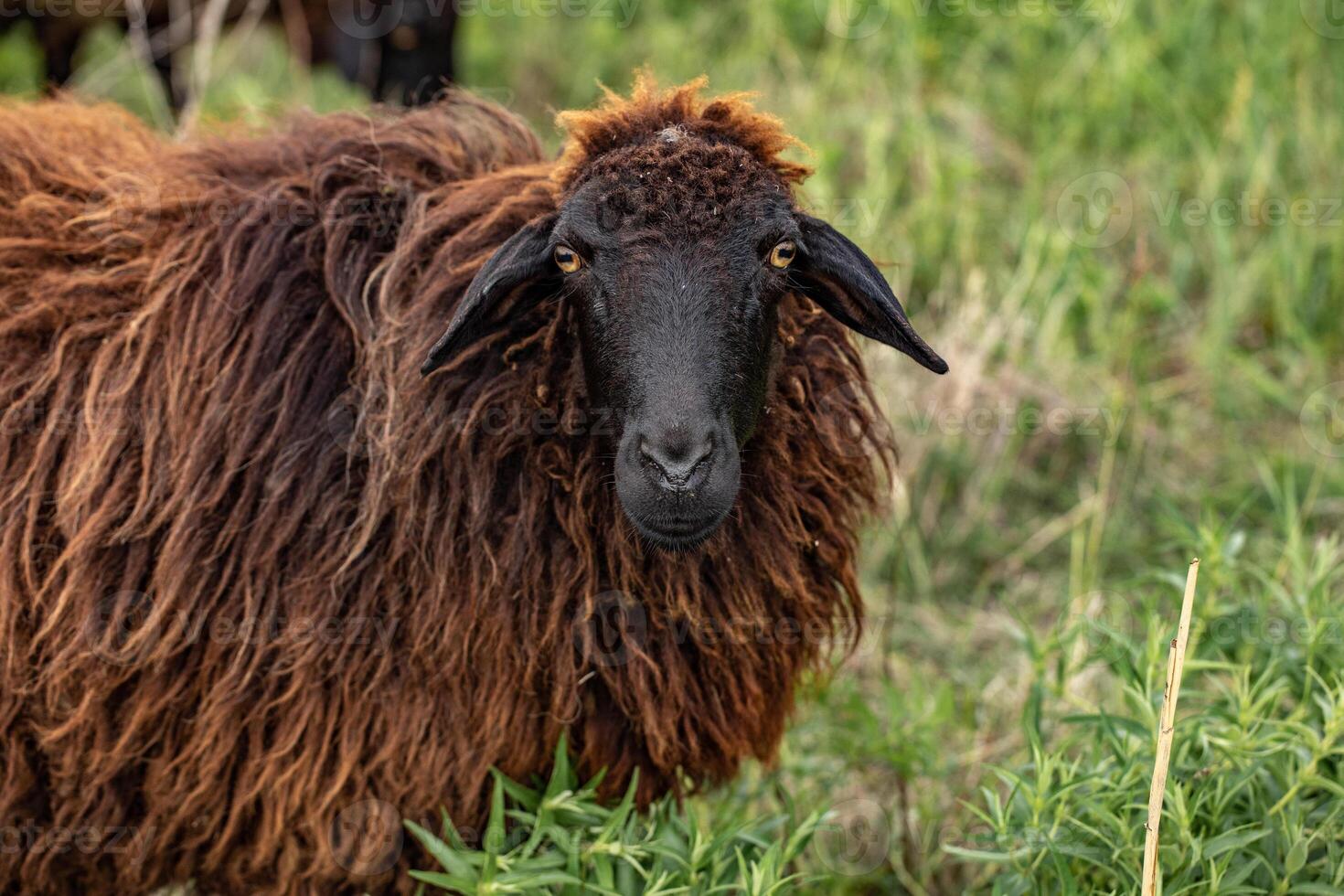 a black-haired sheep in the sheepfold. photo