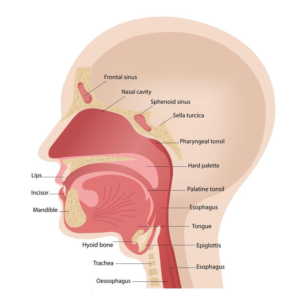 Anatomy of the upper respiratory tract. Illustration of the trigeminal nerve with a section of the human head. vector